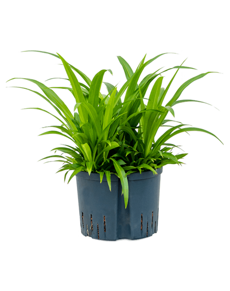 Hydroplant Chlorophytum