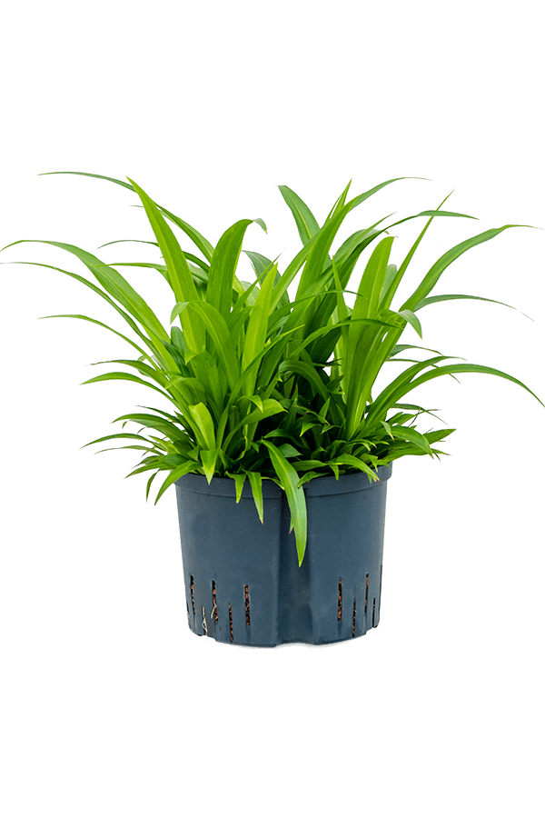 Hydroplant Chlorophytum Comosum Lemon