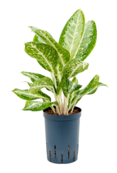Hydroplant Aglaonema Milky Way