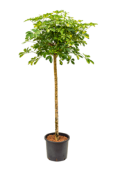 Hydroplant Schefflera Arboricola Gold Capella