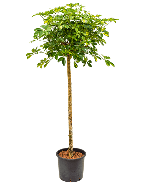 Hydroplant Schefflera