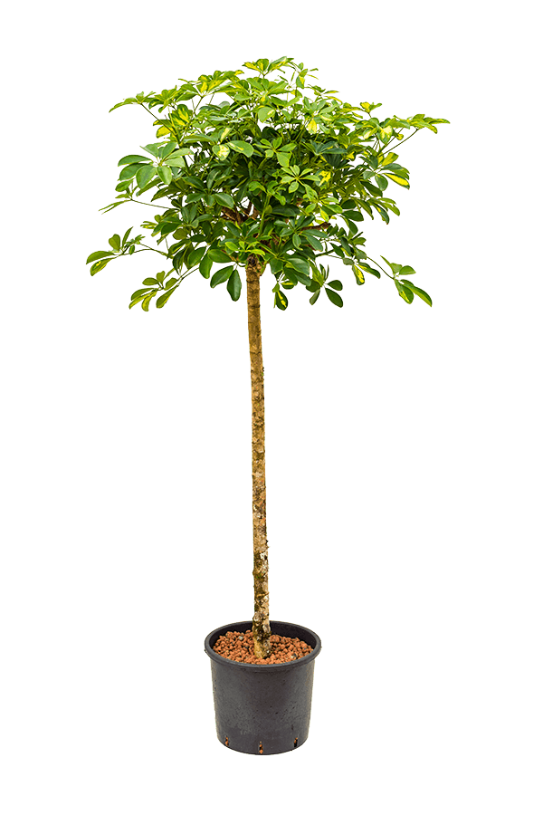 Hydroplant Schefflera Arboricola Gold Capella