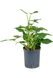 Hydroplant Syngonium Trileaf Wonder