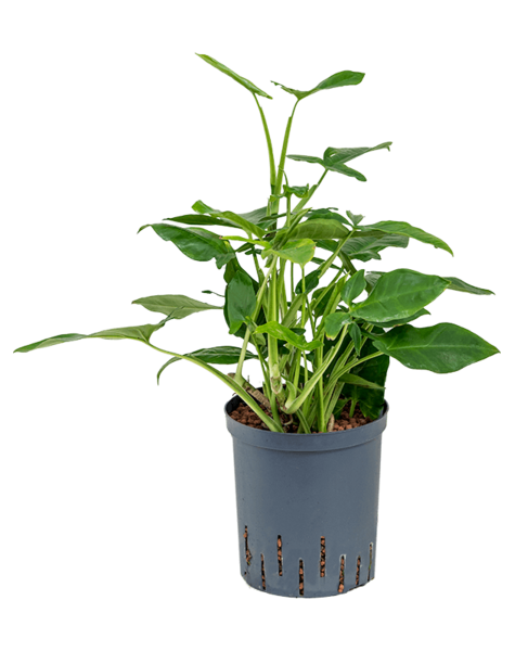 Hydroplant Syngonium