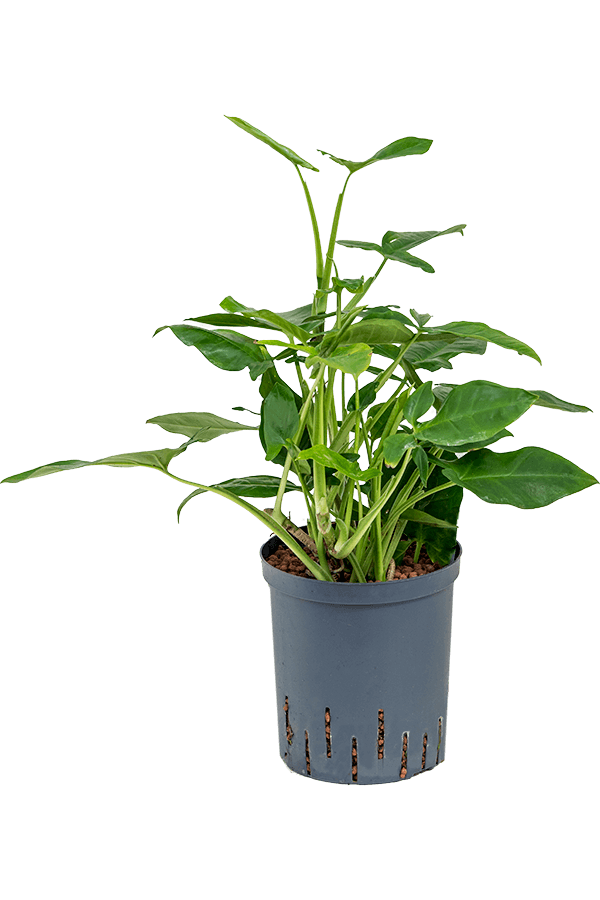 Hydroplant Syngonium Trileaf Wonder