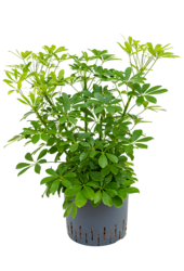 Hydroplant Schefflera Arboricola Compacta