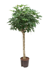 Hydroplant Schefflera Arboricola Compacta