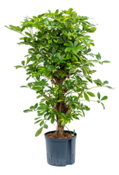 Hydroplant Schefflera Arboricola Gold Capella