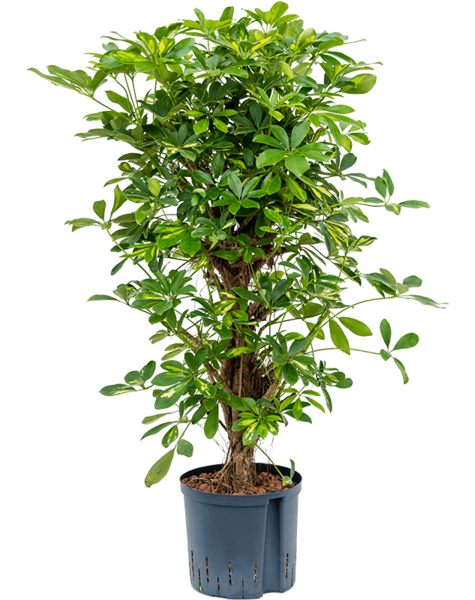 Hydroplant Schefflera