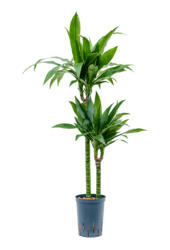 Hydroplant Dracena Fragrans Janet Craig