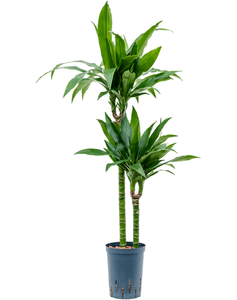 Hydroplant Dracena