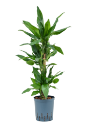 Hydroplant Dracena Fragrans Burundii