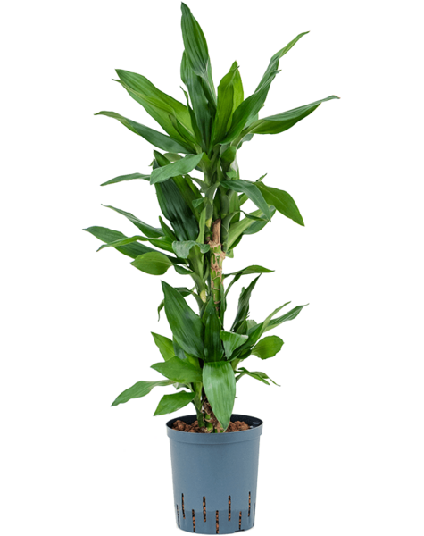 Hydroplant Dracena
