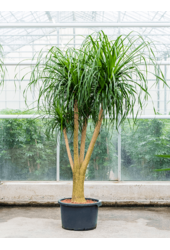 Hydroponiczna Beaucarnea Recurvata