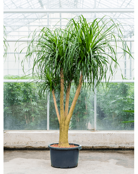 Hydroponiczna Beaucarnea