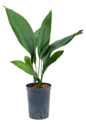 Hydroplant Aspidistra Elatior