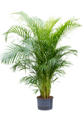 Hydroplant Dypsis (Areca) Lutescens
