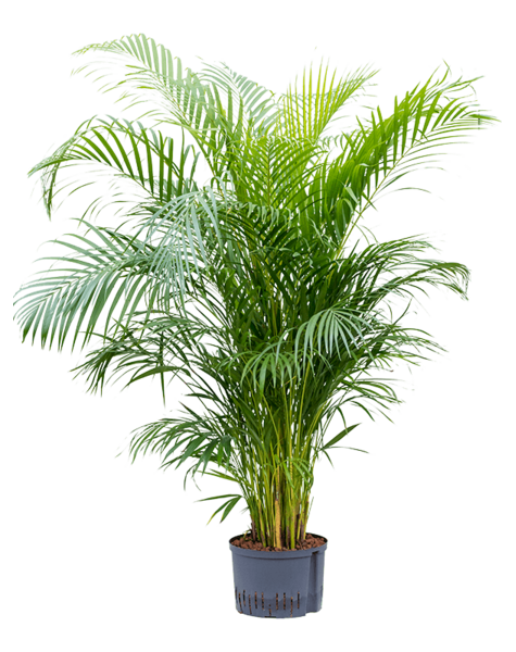 Hydroplant Dypsis