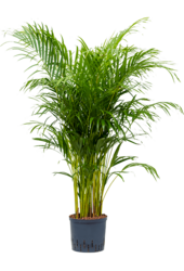 Hydroplant Dypsis (Areca) Lutescens