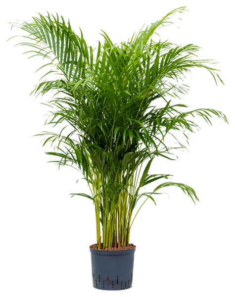 Hydroplant Dypsis