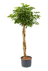 Hydroplant Schefflera Arboricola Gold Capella