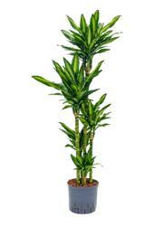 Hydroplant Dracena Fragrans Cintho
