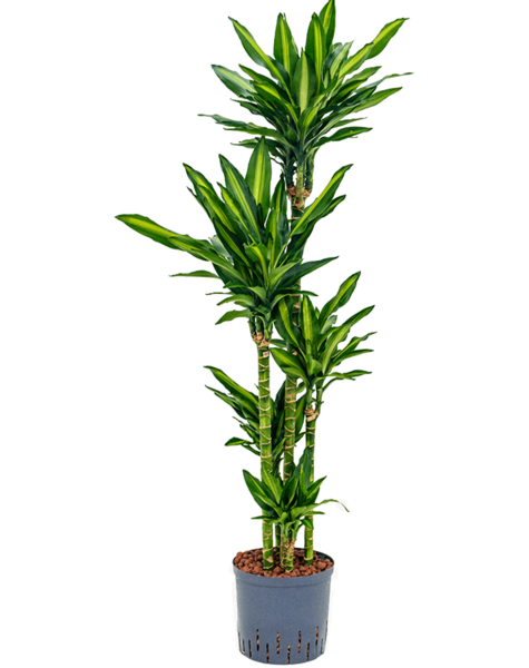 Hydroplant Dracena