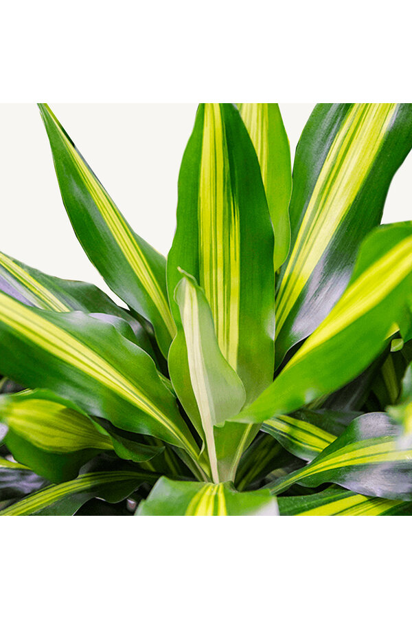 Hydroplant Dracena Fragrans Cintho