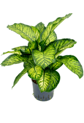Hydroplant Dieffenbachia Seguine Maroba