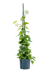 Hydroplant Filodendron Scandens