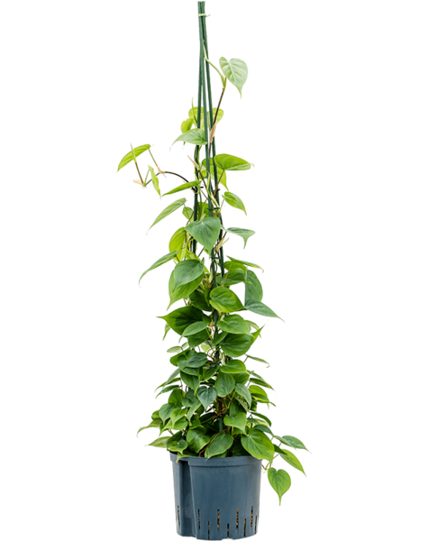 Hydroplant Filodendron
