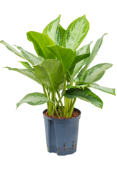 Hydroplant Aglaonema Silver Bay