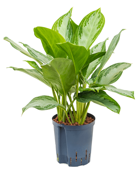 Hydroplant Aglaonema