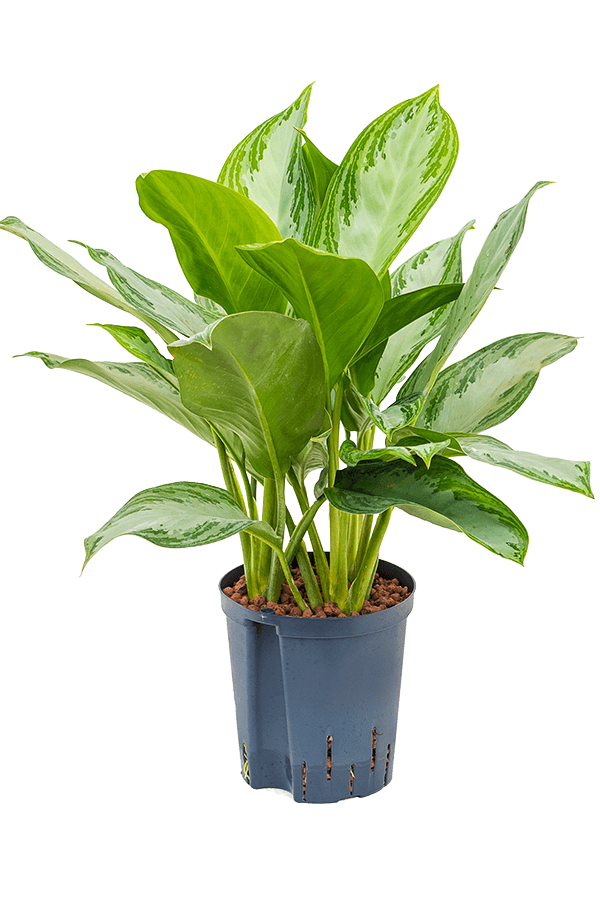 Hydroplant Aglaonema Silver Bay