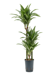 Hydroplant Dracena Fragrans Ulises