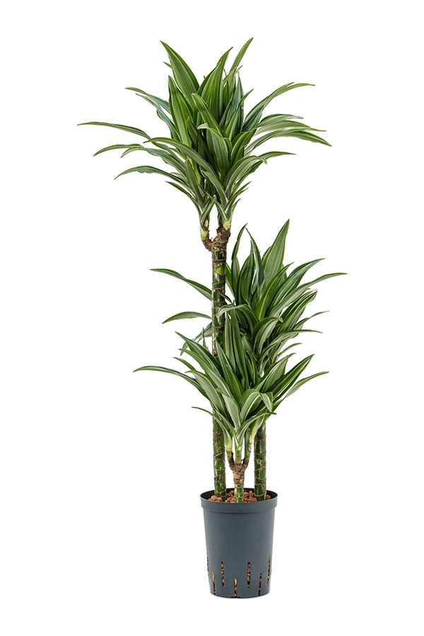 Hydroplant Dracena Fragrans Ulises