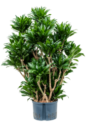 Hydroplant Dracaena Fragrans Compacta