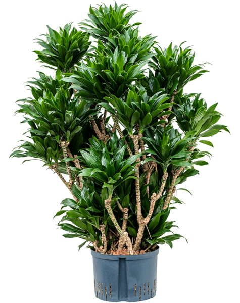 Hydroplant Dracaena