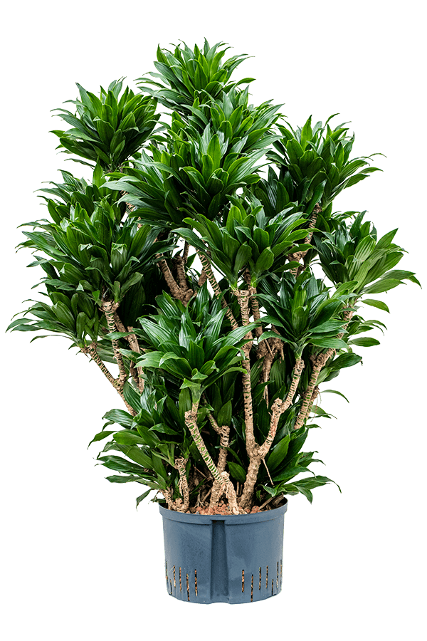 Hydroplant Dracaena Fragrans Compacta