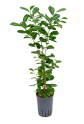 Hydroplant Ficus Microcarpa Moclame