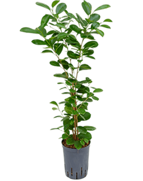 Hydroplant Ficus