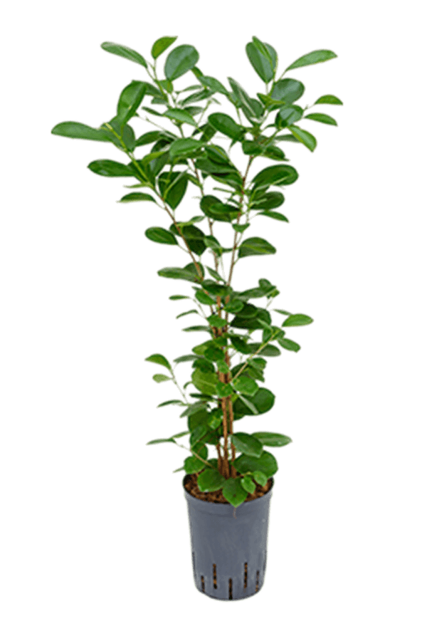 Hydroplant Ficus Microcarpa Moclame