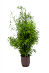 Hydroponiczny Asparagus Falcatus