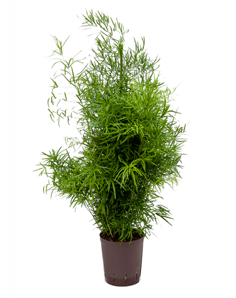 Hydroponiczny Asparagus