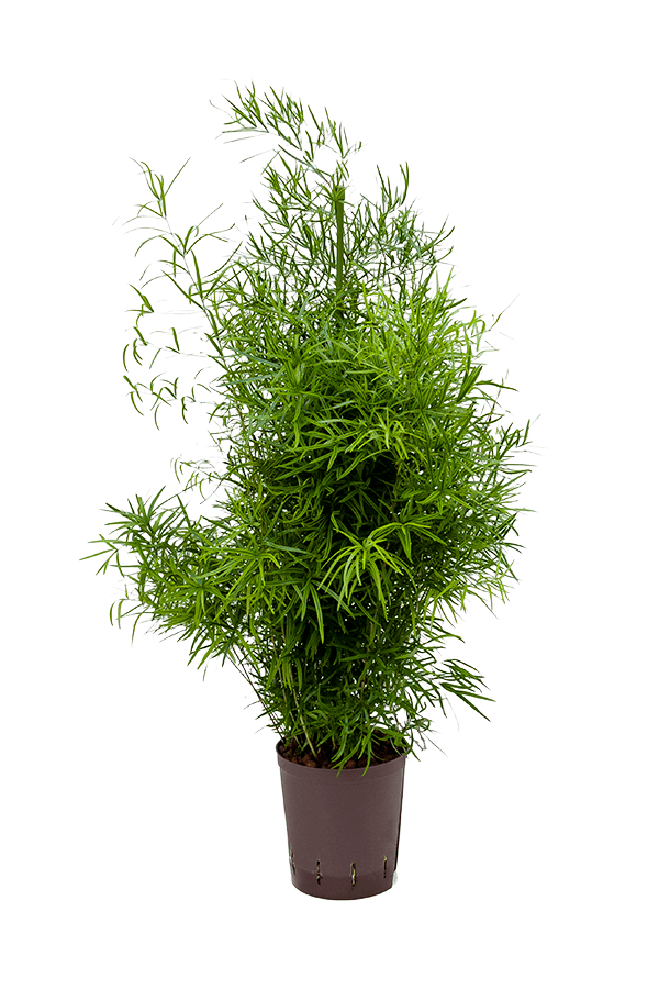Hydroponiczny Asparagus Falcatus