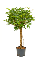Hydro Roślina Schefflera Arboricola Compacta