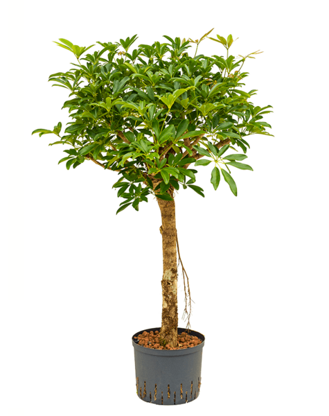 Hydro Roślina Schefflera