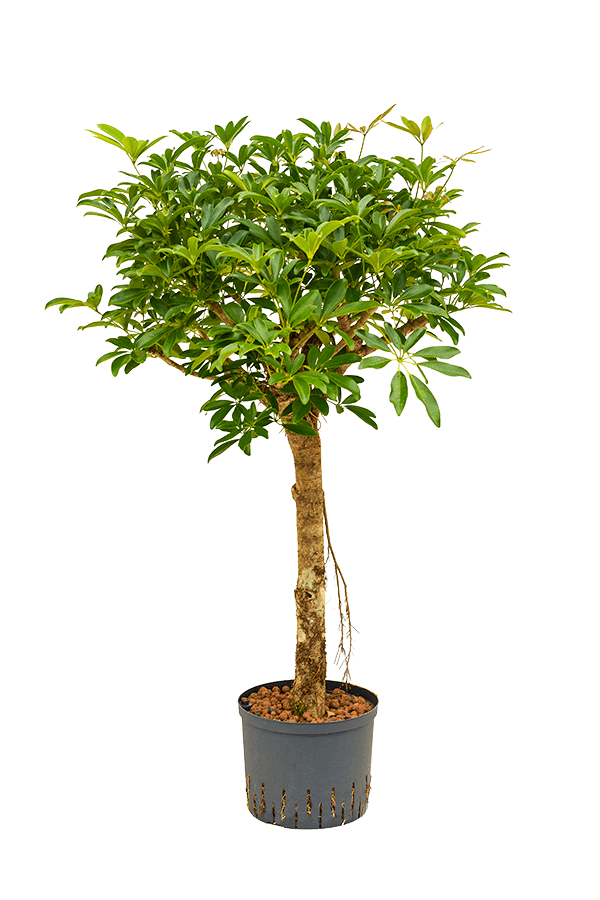 Hydro Roślina Schefflera Arboricola Compacta