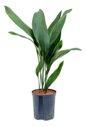 Hydroponiczna Aspidistra Elatior