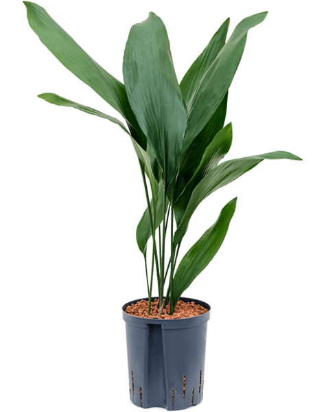 Hydroponiczna Aspidistra